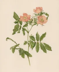 Rosa inglesa